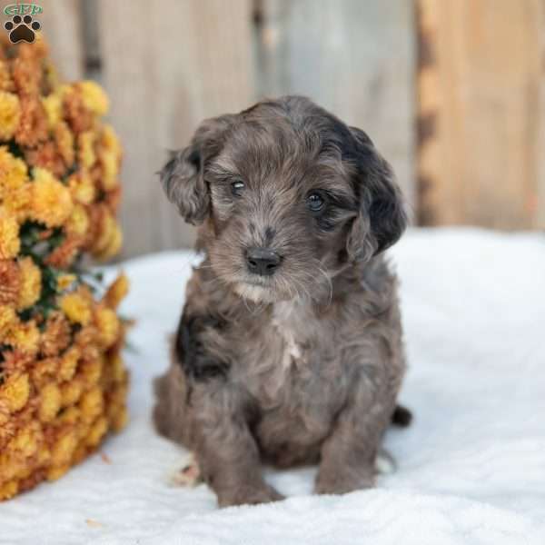 Penny, Mini Goldendoodle Puppy